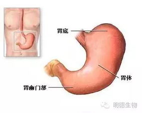 热成像检查胃部有点红