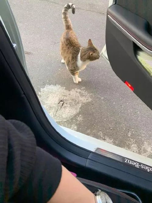 开着车门,没多久居然跑来一只大胆的猫,一点都不怕生 