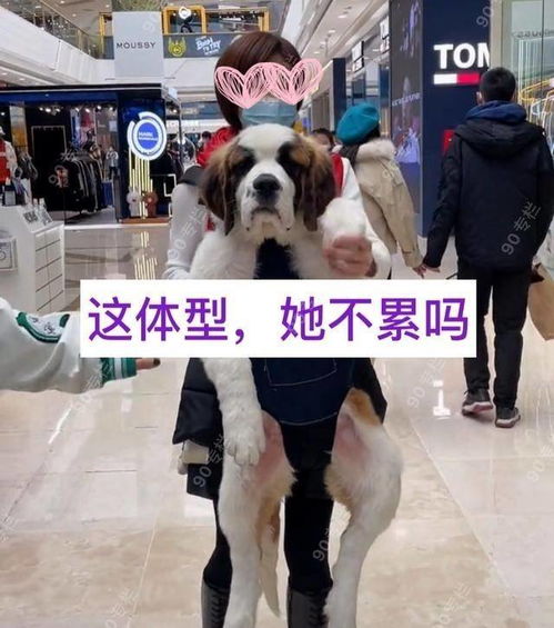 哈尔滨 爱狗人士抱狗逛商场,还有女子嘴对嘴亲狗,这是怎么了