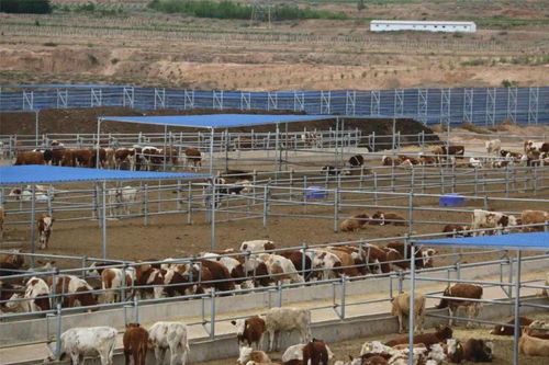 吴忠肉牛产业发展 肉牛养殖让农民生活 牛 起来
