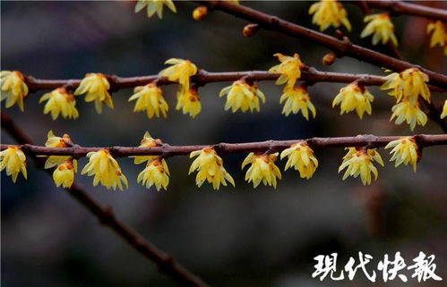 立春将至,南京城里柳芽迎春