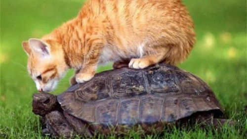不要把猫咪和乌龟一起养,会把人笑死,乌龟 好气哦,打不过跑不了 