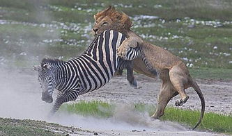 霸气雄狮捕杀落单斑马, 最终却差点被斑马一脚踢死