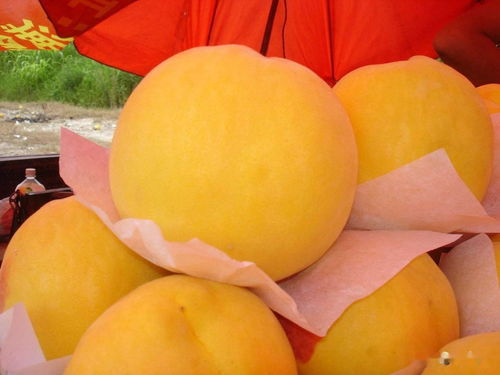 基金项目 锦绣 和 西尾黄金 黄桃在贵阳地区引种初报