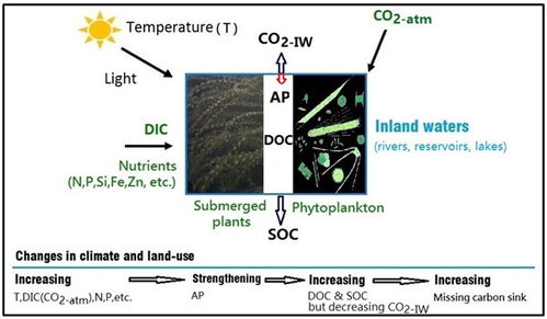 内陆水域内源生产增加是导致遗失碳汇的一个重要因素 