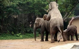 盘点动物另类交配过程 大象令人瞠目结舌 科学探索 