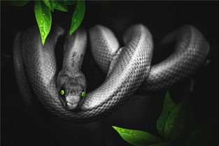 梦见大蛇和小蛇是什么意思梦到大蛇和小蛇好不好(梦到大蛇和很多小蛇是什么意思)