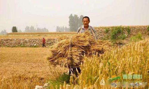 又是一年麦收季