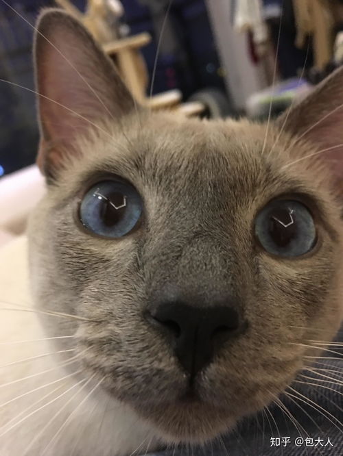 在猫的眼里主人是什么 