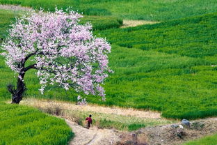 林芝三月桃花开,西藏最美春天来