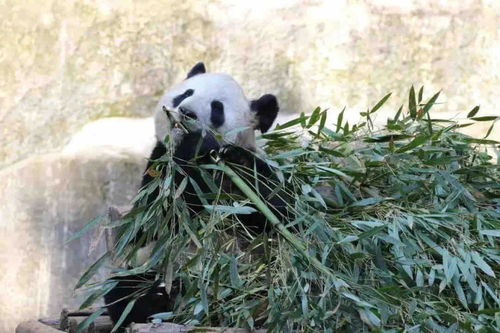 重庆人 你知道重庆动物园有多少只熊猫 最新数据来了,年龄最大的是它