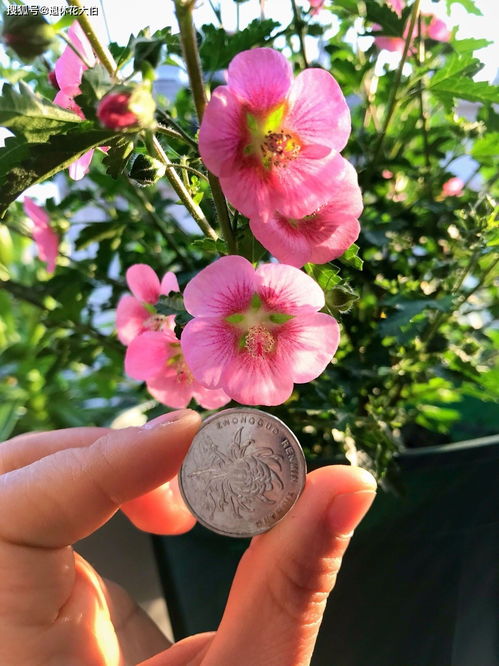 怎么种小木槿,炎炎夏日,不用怕暴晒植株黄叶落花,浇水烂根