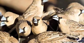 世界上最大的鸟巢,重达1吨有着百年历史,就在非洲的一棵树上