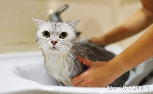 猫咪洗澡有 禁忌 这6种情况下最好不要给猫洗澡 