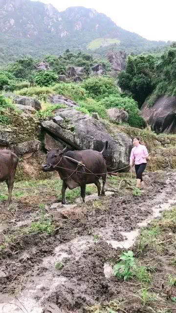 勤劳的姑娘,拉着牛犁田 