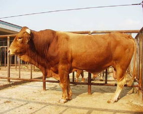 中国五大黄牛的共同外貌缺点 