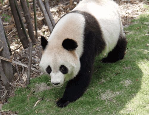 大熊猫 每天睡觉10小时, 它们一天里制作两件事 