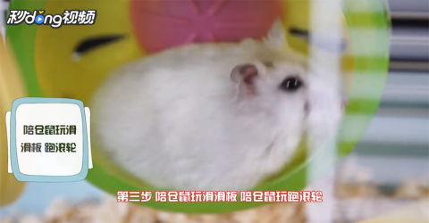 怎么训练仓鼠