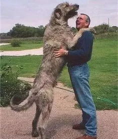 狗狗不是狼的对手 爱尔兰国犬第一个表示不服 杀狼可是它的工作