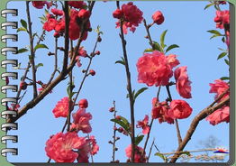 关于花园桃花的诗句
