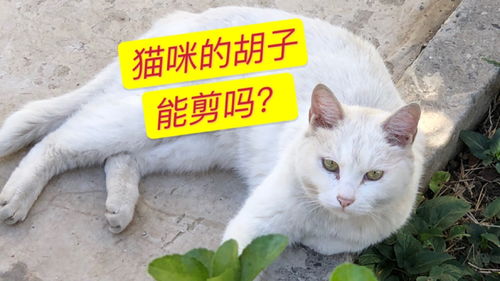 猫咪的胡子能剪吗 猫咪捉老鼠时,胡子大有用处 