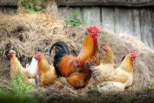 山地适合养什么鸡 一平米大约养多少只鸡 怎么养效益高