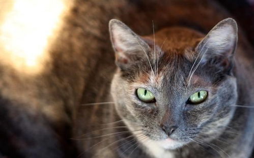 猫咪肝性脑病不容忽视,3种发病原因,3种治疗方法,肥猫得小心了