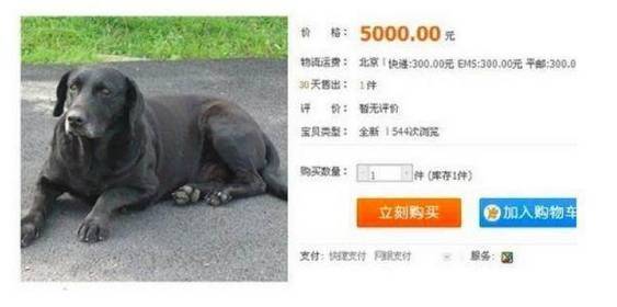 网友800元网购了一只阿拉,据说是王可可同款,收到货后.... 