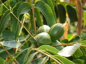 碧根果是世界十大坚果之一,又名薄壳山核桃,长寿果,长山核桃