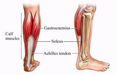 踝跖屈的主要肌肉（踝跖屈是什么动作）