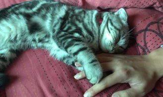 刚买的小猫苏格兰折耳猫,是个女生,求好听的特别一点的小母猫名字 