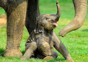 萌死我了丨 常州第一头大象宝宝出生了啦