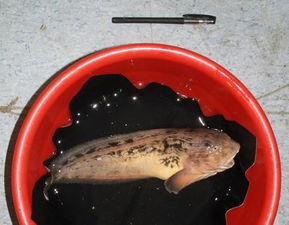 胶东有一种水兔子鱼,学名叫什么 