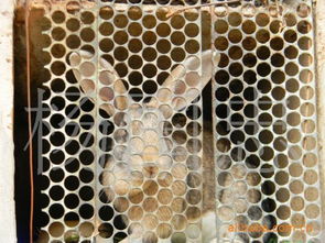 供应养殖用特种野兔兔种 兔苗,散养 笼养,优质杂交野兔