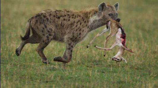 动物世界,鬣狗向狮子发起攻击 