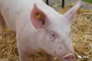 2020年农村养猪补贴政策是怎样的 是一年一补吗