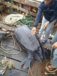 汕头渔民捕获300斤重海龟后放生 做点好心事 