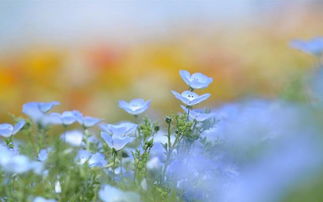 11月一来,桃花运从天降临在三大星座身边,今后甜蜜相伴