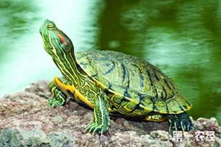 巴西龟饲养 巴西龟的饲养方法