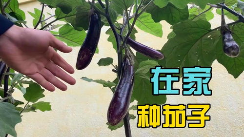 小伙在家这样种茄子,方法简单实用,两个月后收获满满 