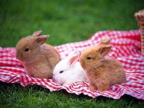 兔子和鸡分别有几只脚 