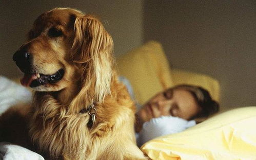 为什么狗狗总喜欢跟主人睡 背后这6个原因,简直不要太暖心
