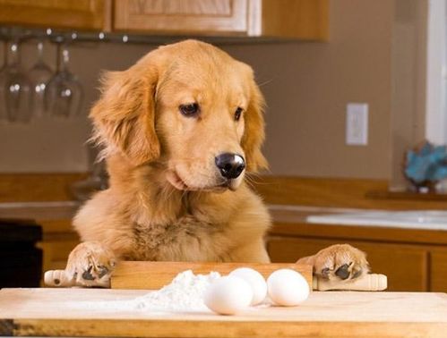 狗狗饮食禁忌 狗狗为什么不能吃 鸡蛋白