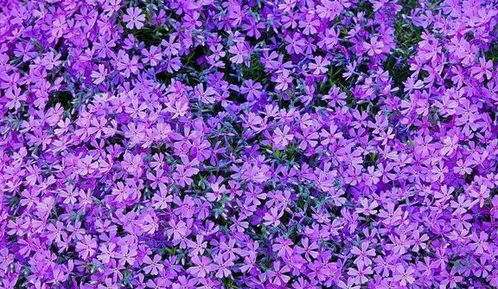 紫罗兰的花期是什么时候,普兰跟紫罗兰一个品种的吗