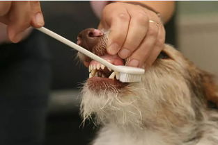 三岁以上的狗超过八成患有牙齿疾病, 口臭 牙菌斑 牙结石,狗狗苦不堪言