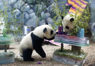 当两只海归熊猫回到中国,只听英语还不吃中餐...要不是他们是国宝,我早就怼他们了