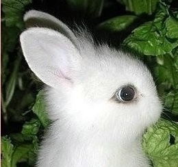 这个兔子叫什么兔 国内有卖吗 
