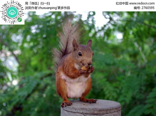 吃东西的松鼠高清图片下载 红动网 
