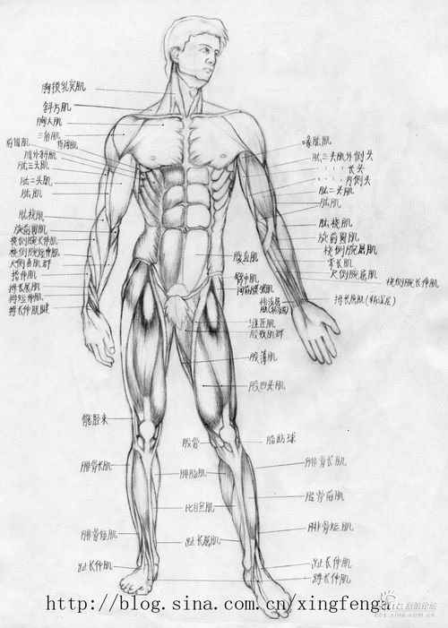 手臂肌肉分布图 搜狗图片搜索