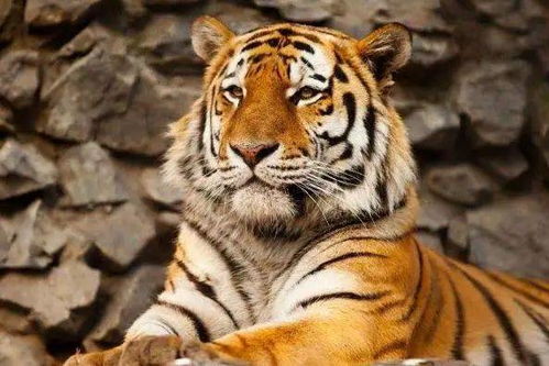 为什么老虎是猫科动物而不是虎科动物